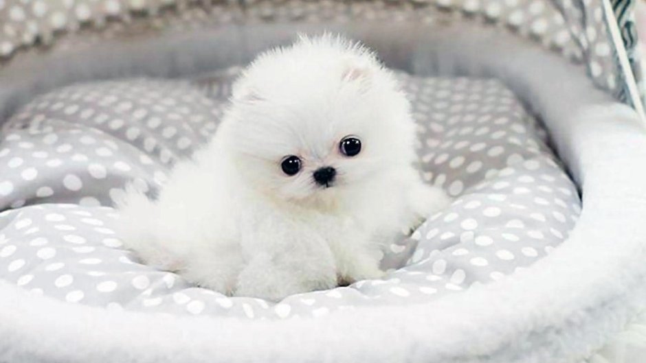 Китайская собака белая пушистая маленькая