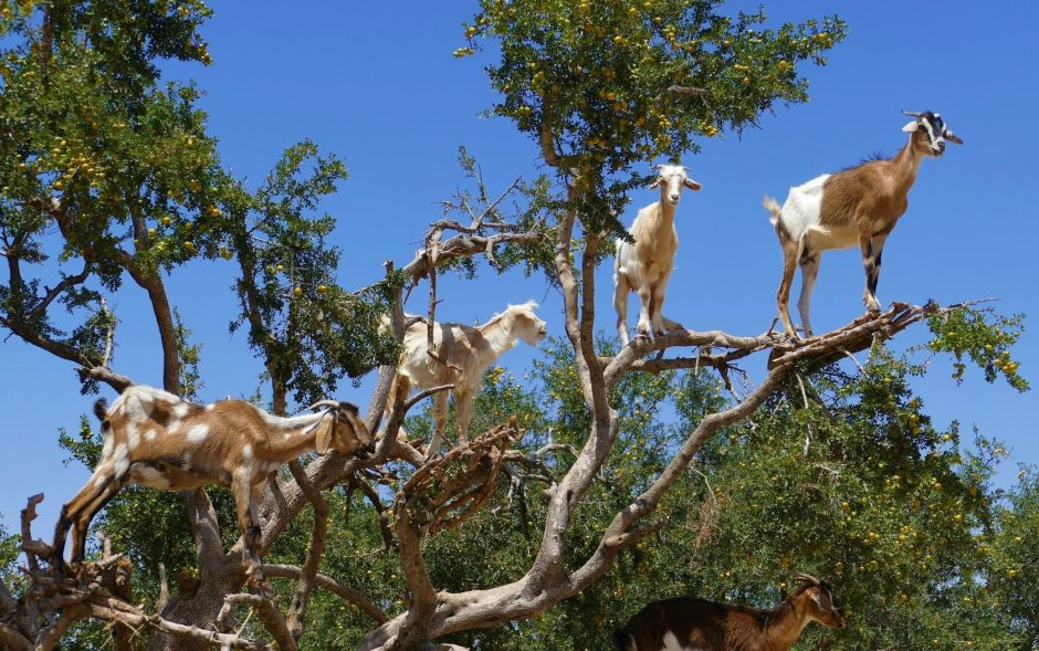 Argan Goats
