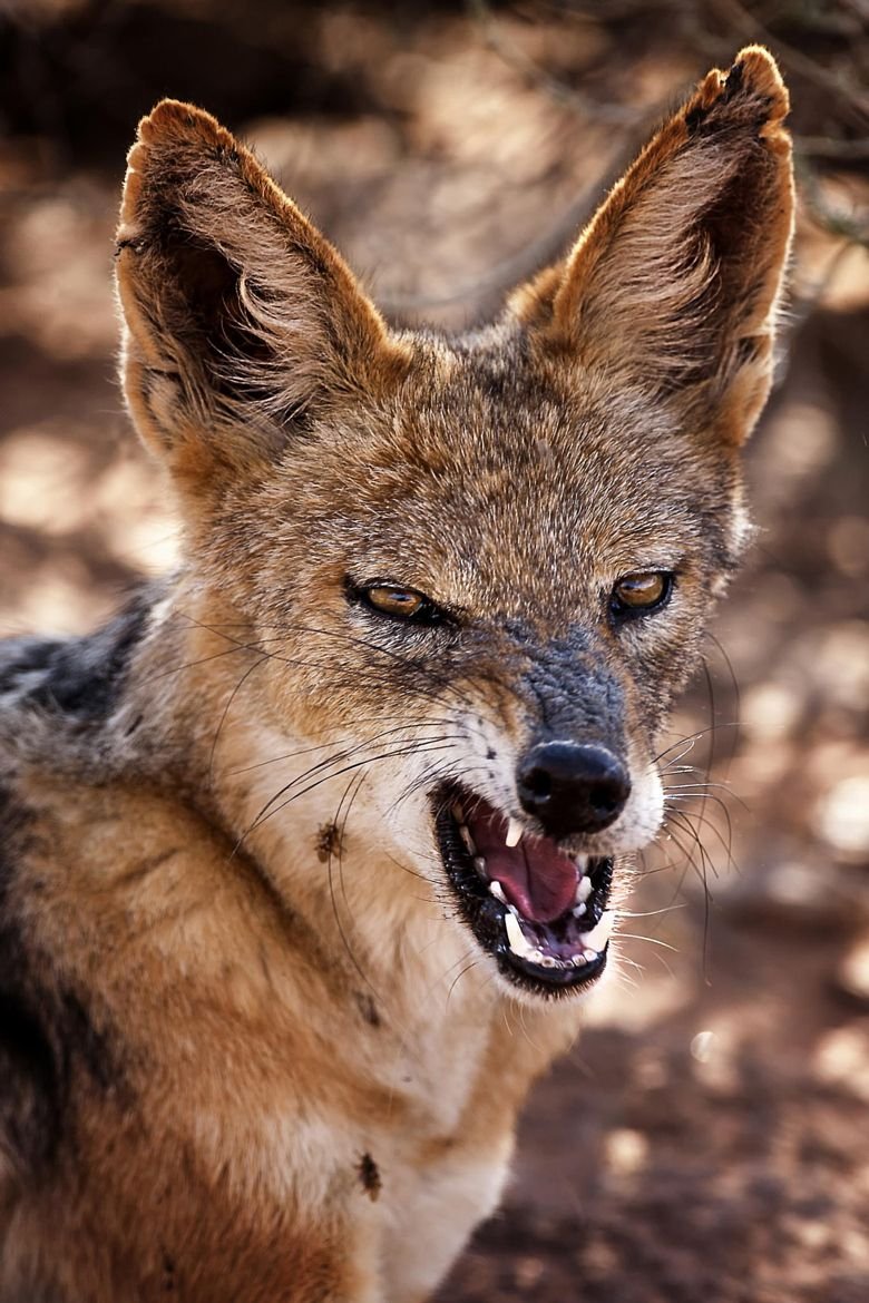 Шакал камышовый