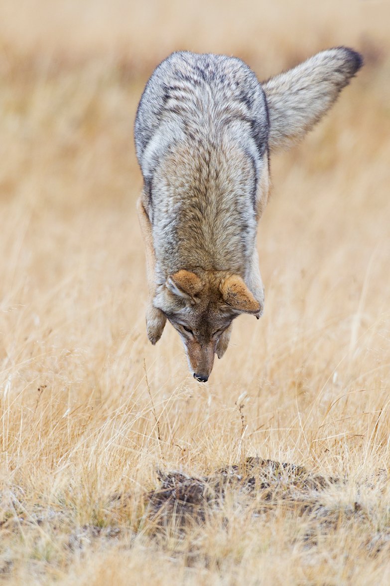 Степной койот