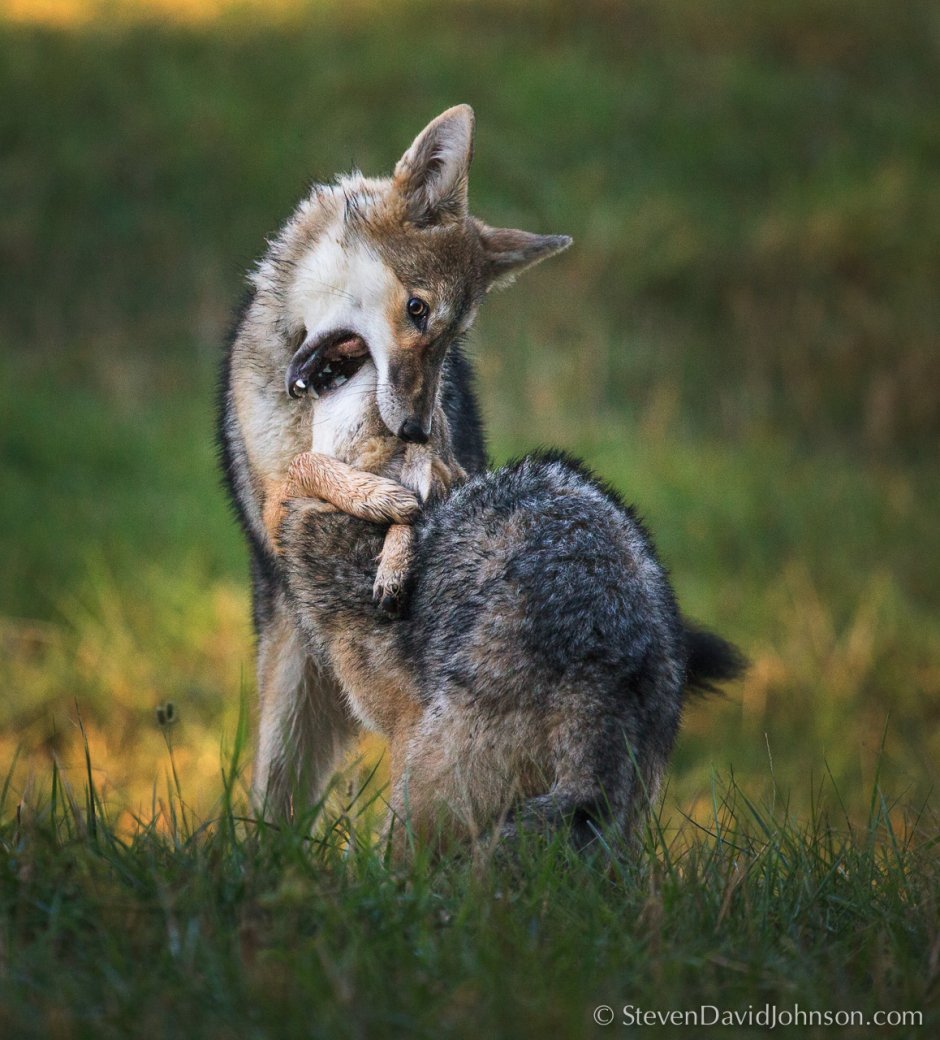 Койот в городе