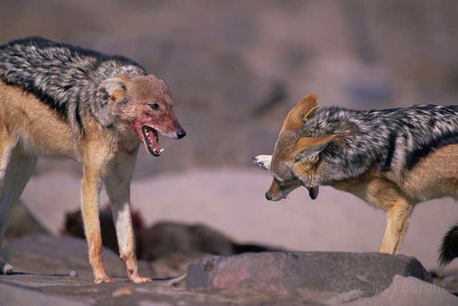 Волк Шакал койот гиена