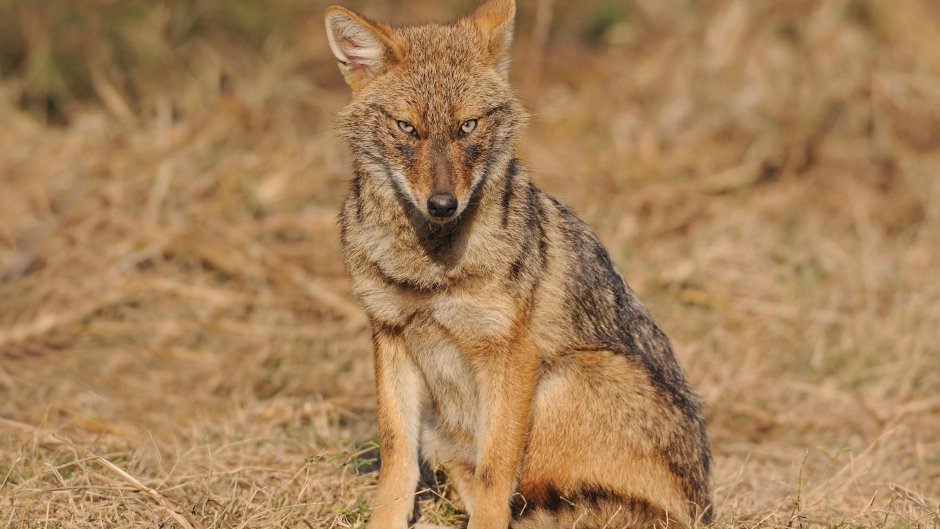 Золотистый Шакал