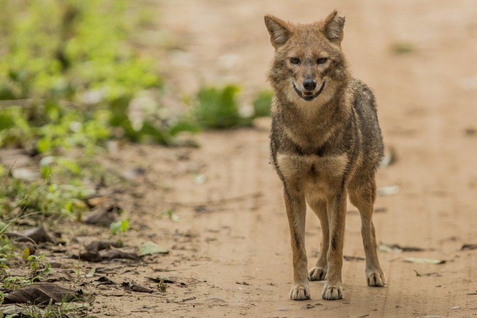 Обыкновенный Шакал (canis aureus)