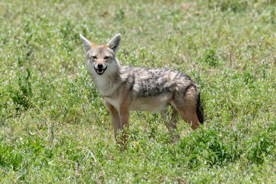Субтропический Шакал