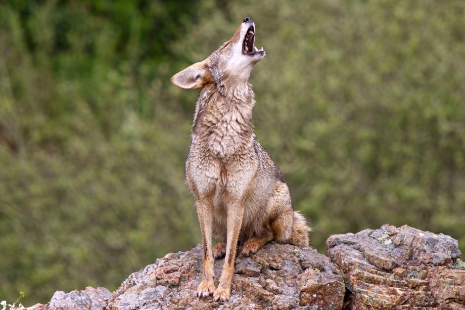 Зверьки Койоты