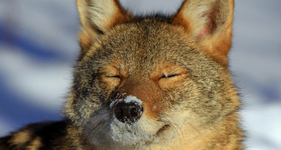 Волк щурится