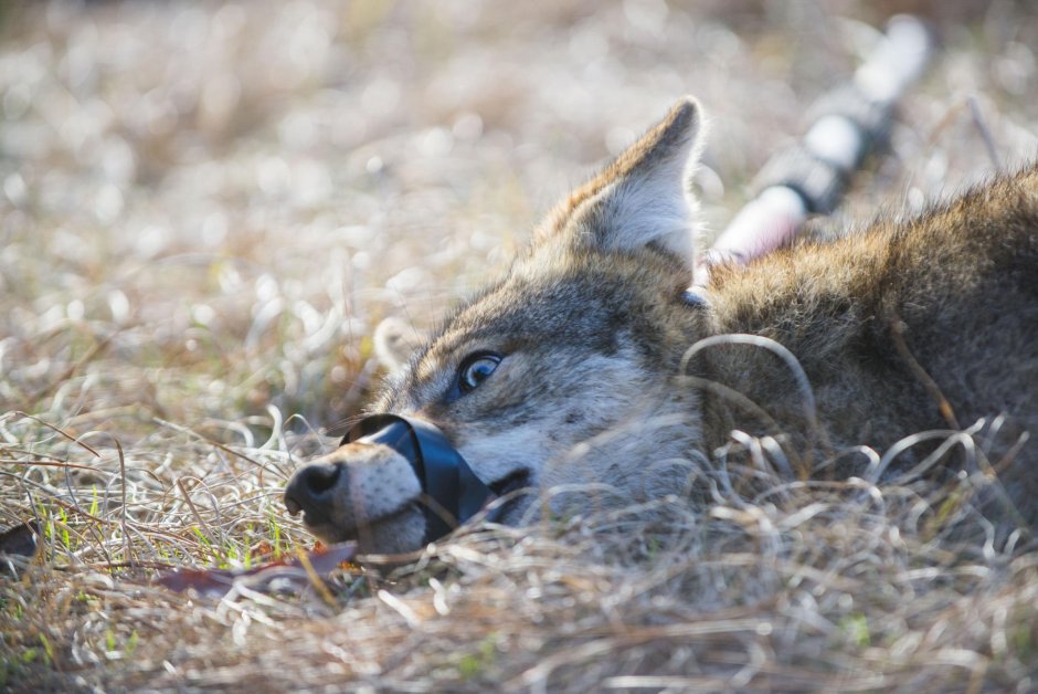 Койот пасть