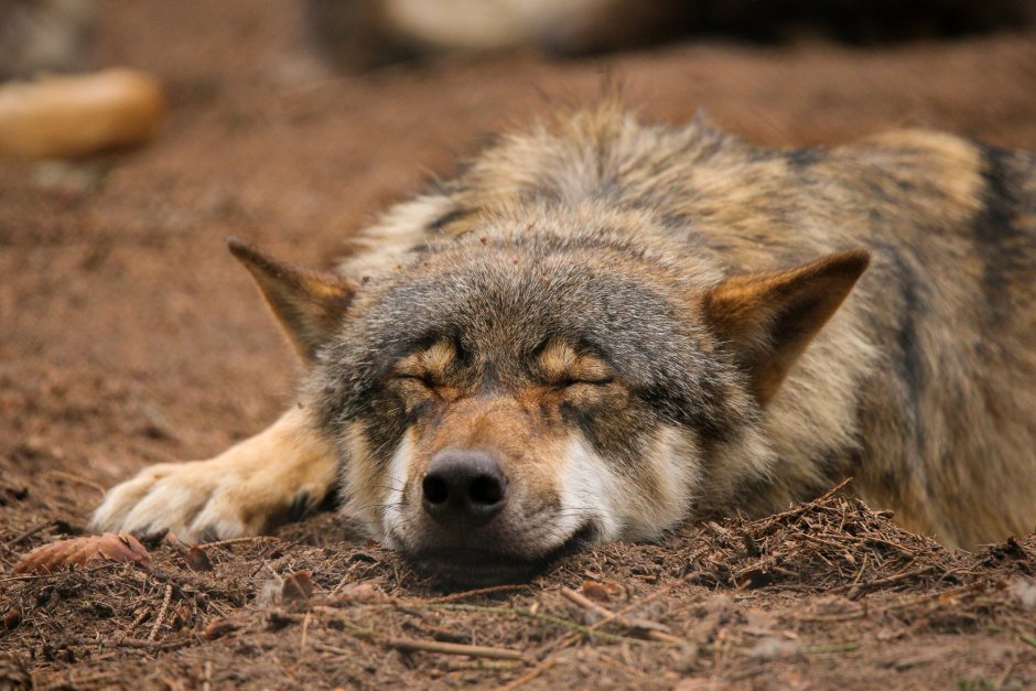 Спящие волки