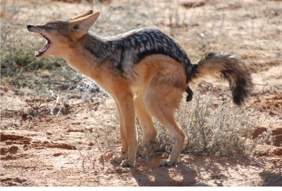 Дикий Шакал