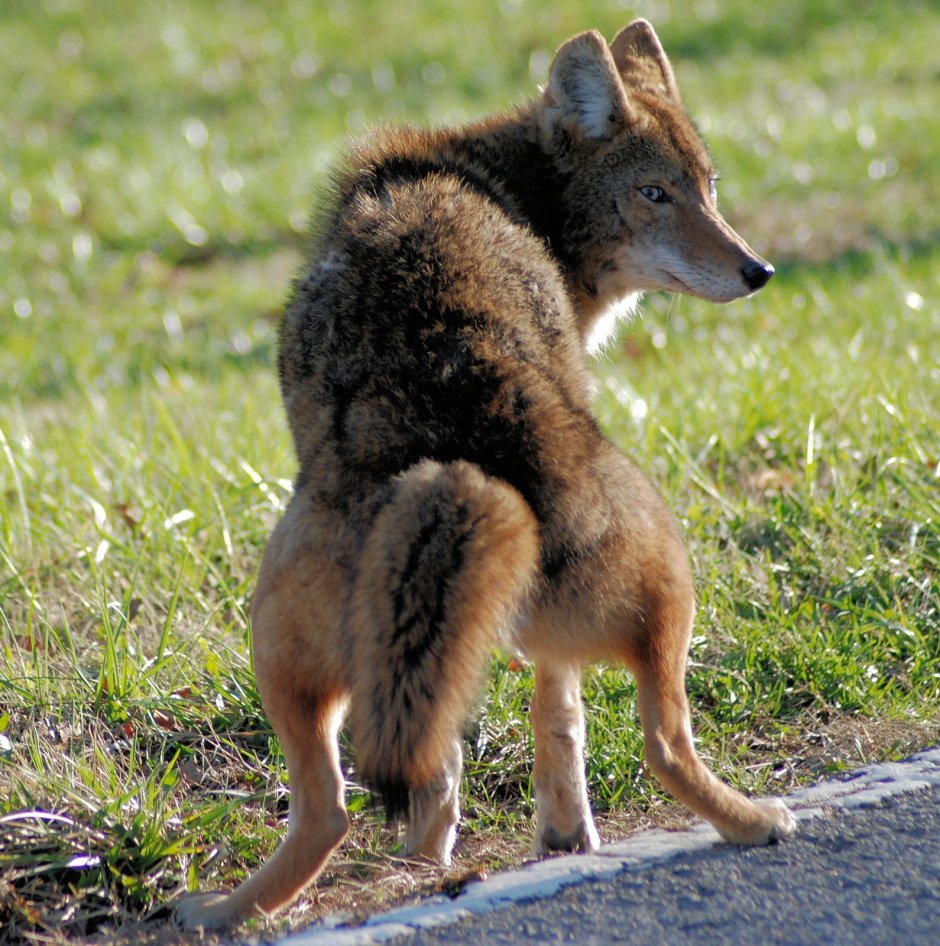 Койот Сутулый