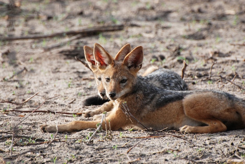 Среднеазиатский Шакал обыкновенный
