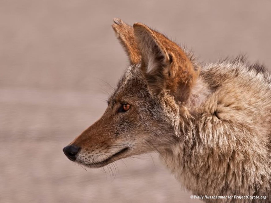 Койот обыкновенный