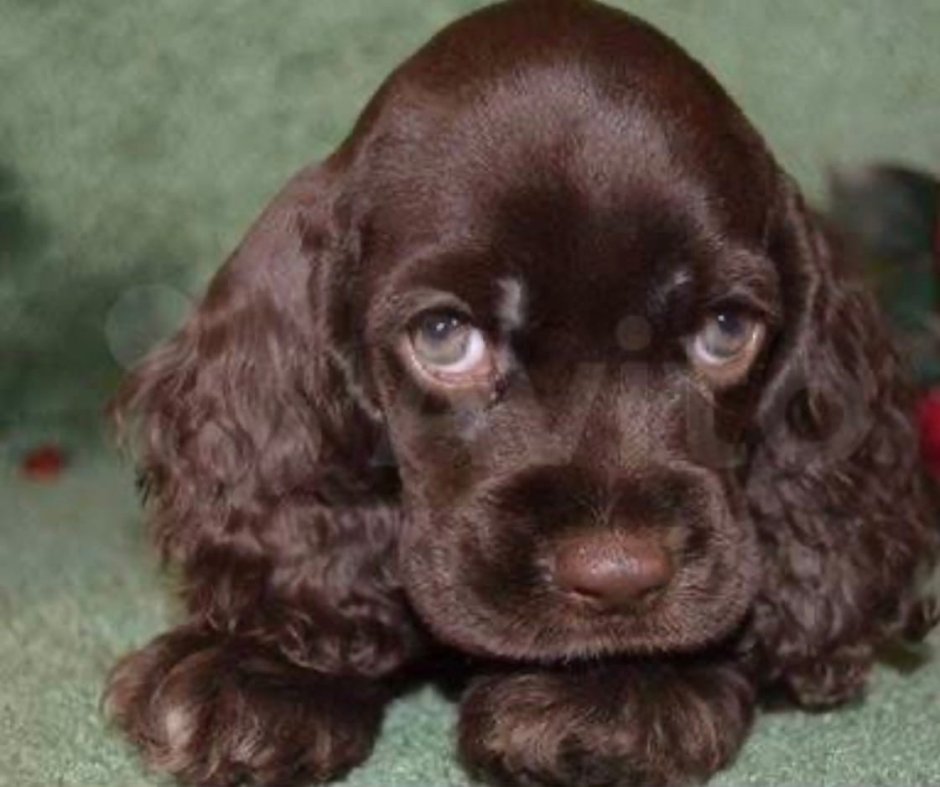Cocker Spaniel Puppies Oklahoma