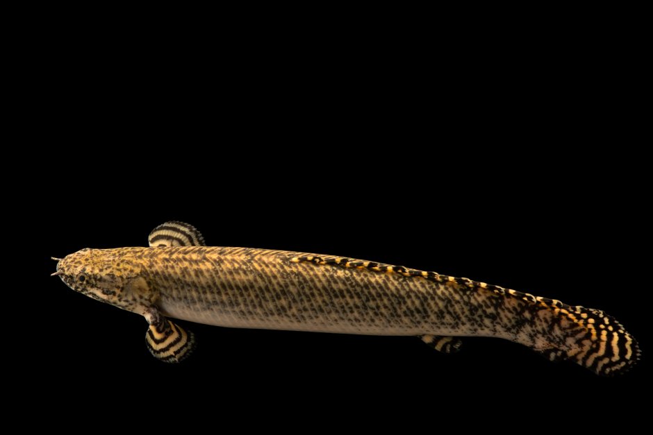 Полиптерус орнатипиннис (Polypterus ornatipinnis)