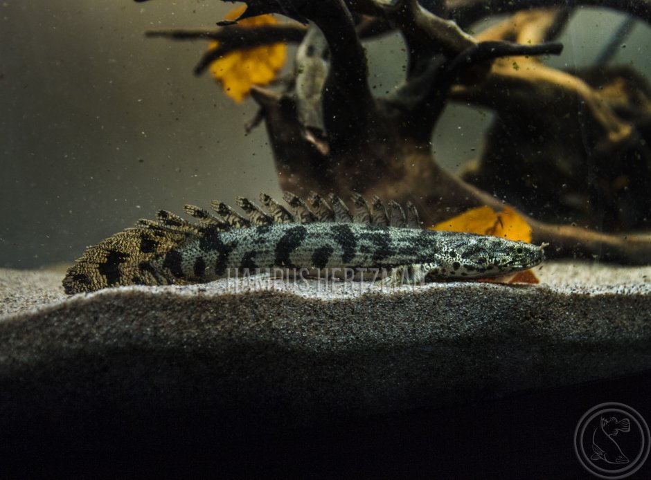 Полиптерус Эндлихера Polypterus ENDLICHERI