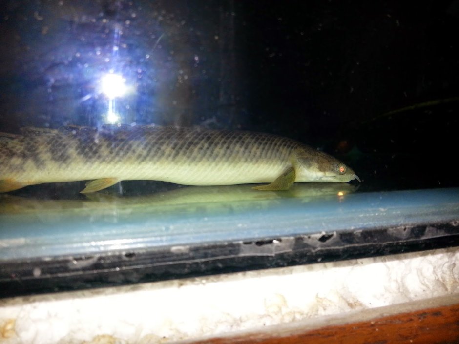 Polypterus ENDLICHERI без фона