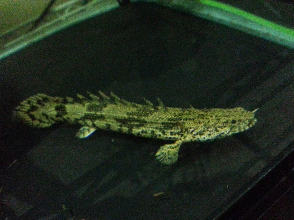 Полиптерус орнатипиннис (Polypterus ornatipinnis)