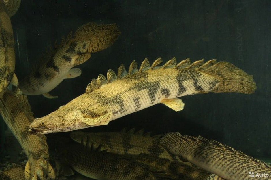 Полиптерус Bichir Bichir