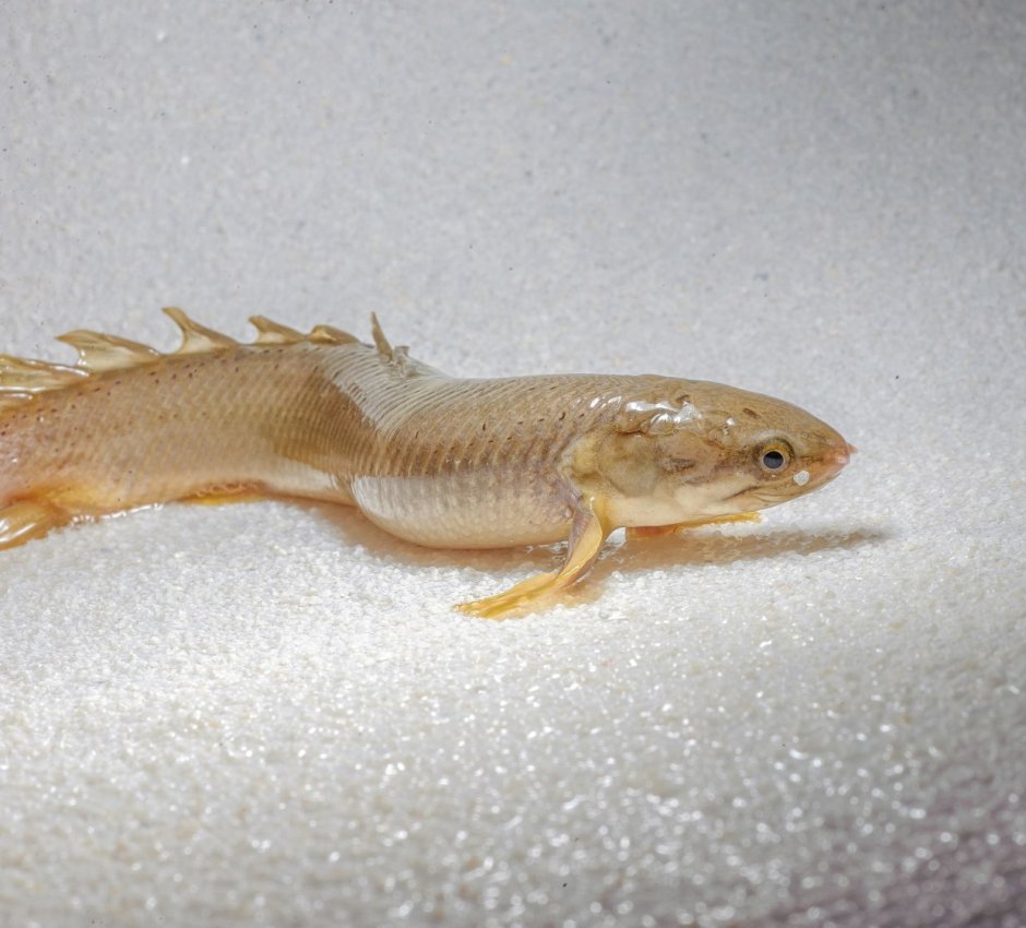 Polypterus lapradei