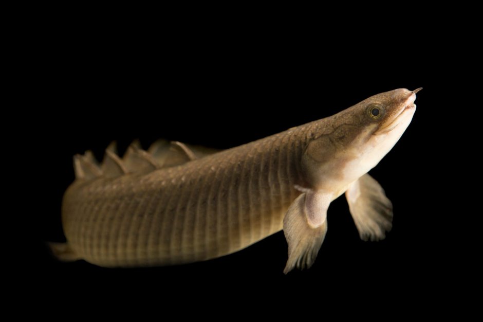 Polypterus teugelsi