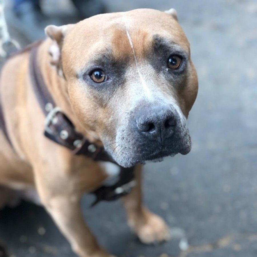 Американский стаффордширский терьер серый