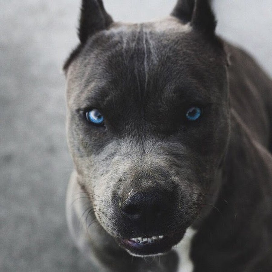 Стаффордширский бультерьер голубой