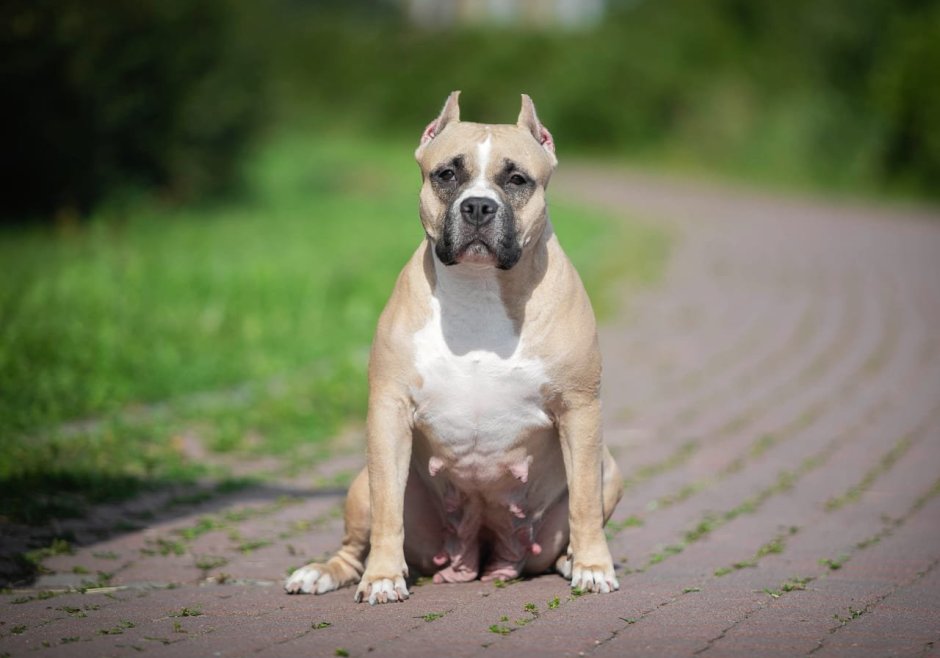 Голубо палевый стаффордширский терьер