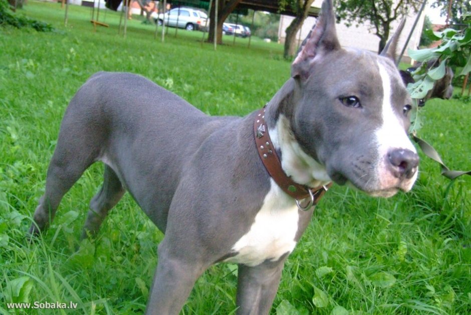 Стаффордширский терьер сука голубая