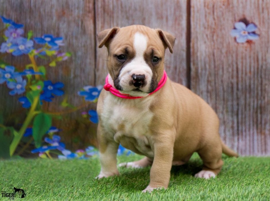 Палевый стаффордширский терьер