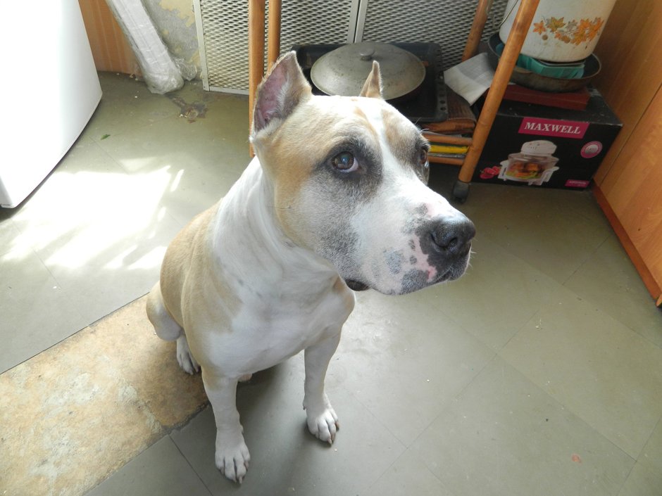 Американский стаффордширский терьер палевый окрас