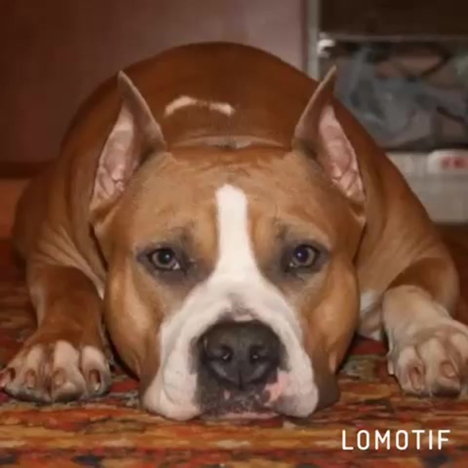 Стаффорд голубо палевый