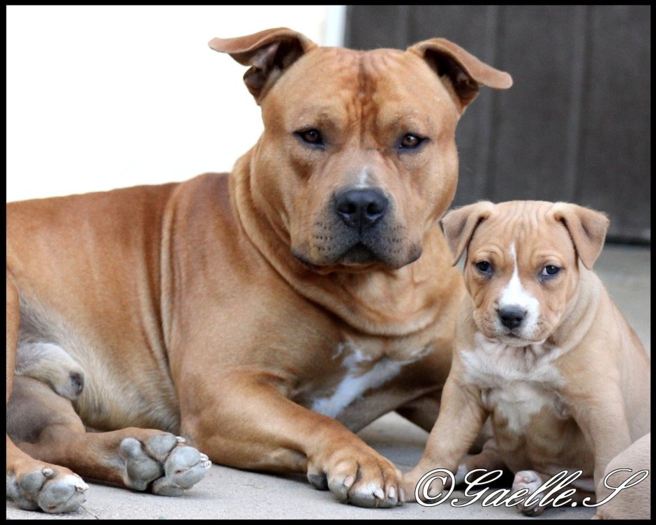 Синяя бандана на американском стаффордширском терьере