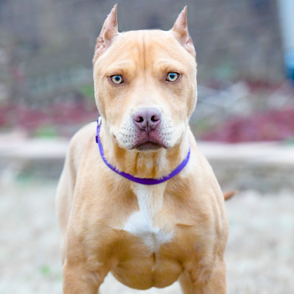 Палевый стаффордширский терьер