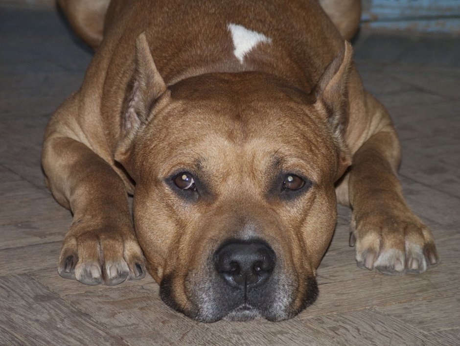 Планета собак стаффордширский терьер