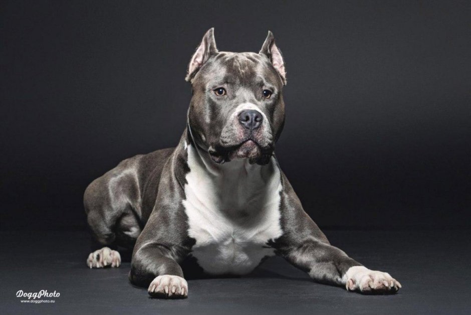 Палевый окрас амстаффа