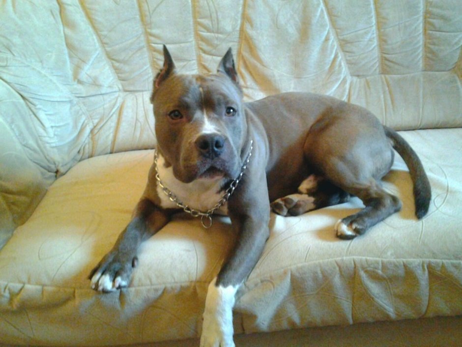 Американский стаффордширский терьер серый