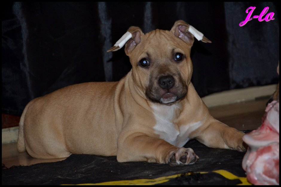 Палевый стаффордширский терьер