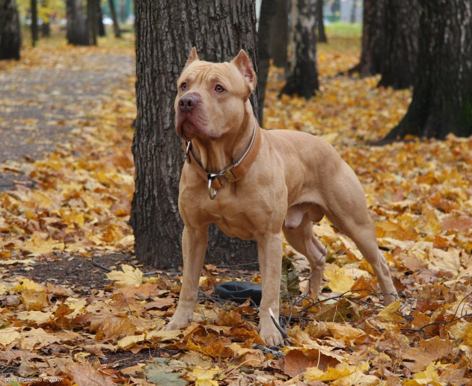 Американский стаффордширский терьер тигровый окрас