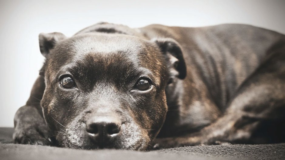 Стаффордширский терьер Эстетика