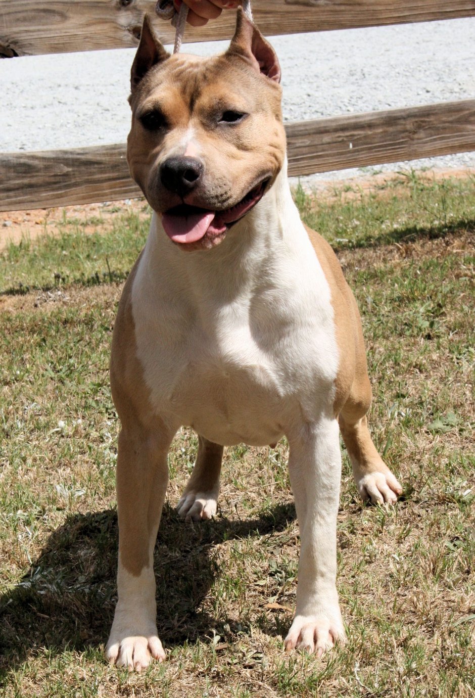 Стаффордширский терьер форментино