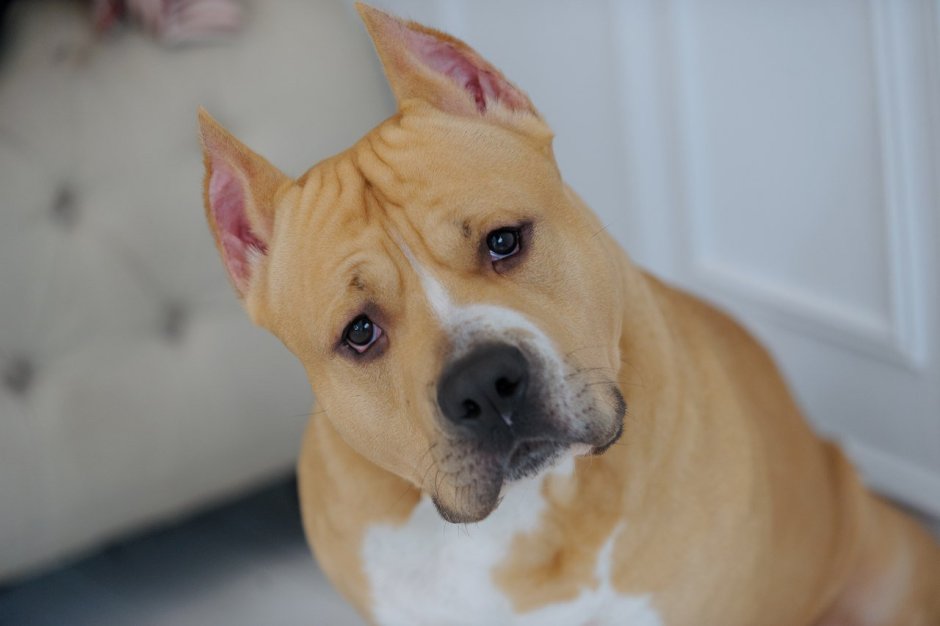 Стафоршиские терьер палевый