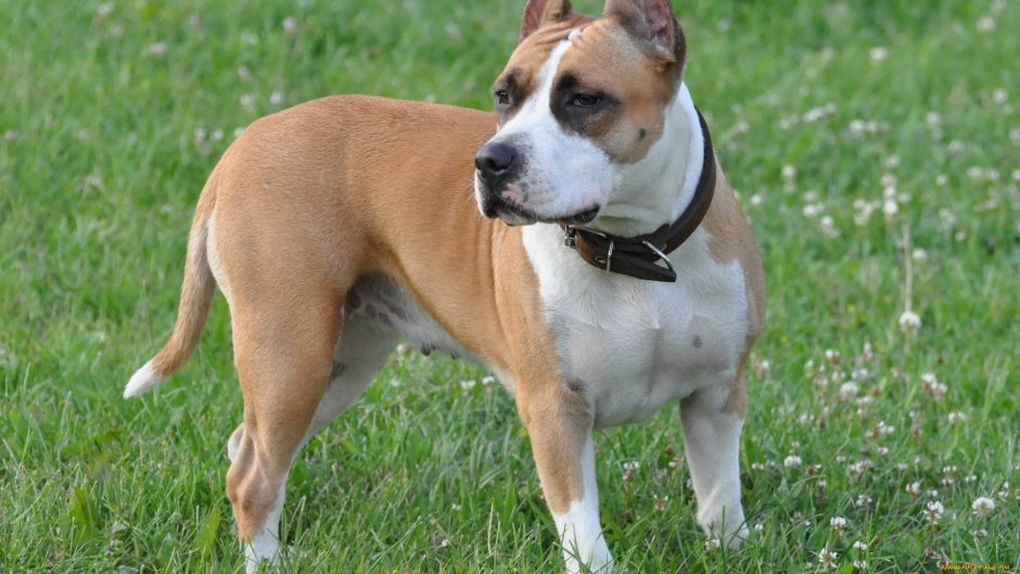 Голубо-палевый стаффордширский терьер