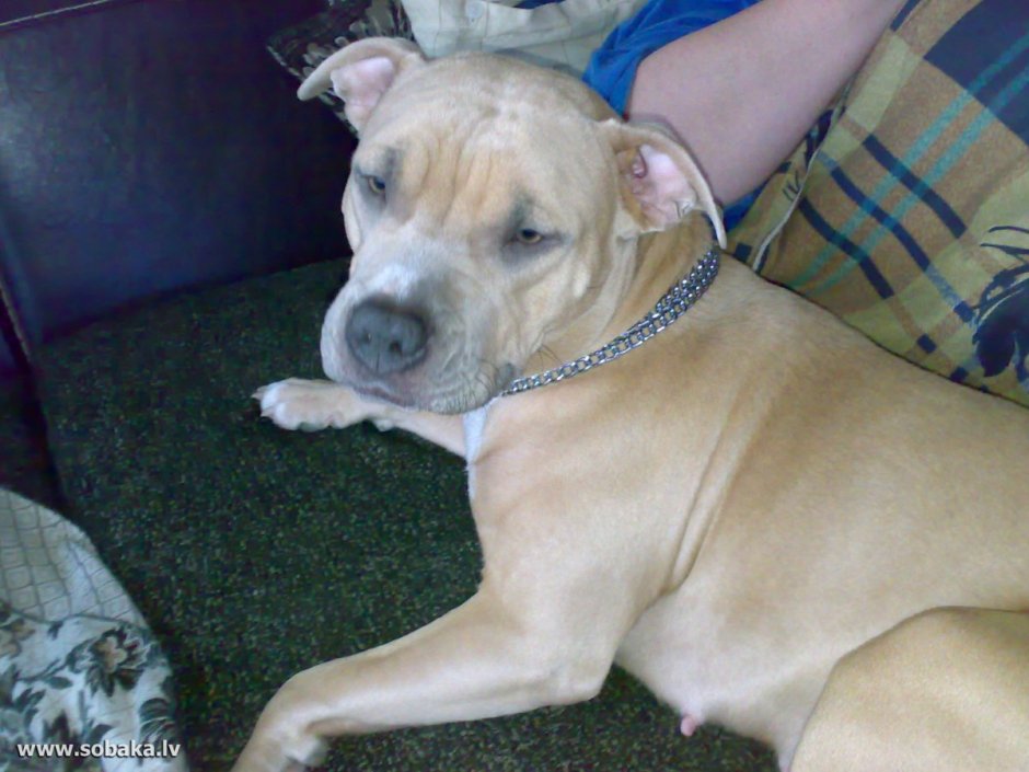 Голубо-палевый стаффордширский терьер