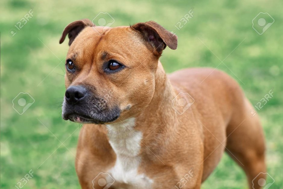 Амстафф терьерного типа