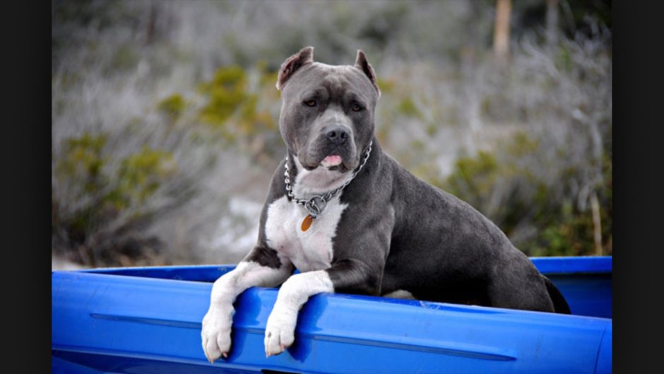 Амстафф метис