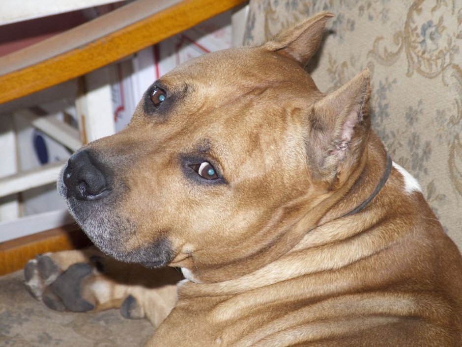 Американский стаффордширский терьер серый