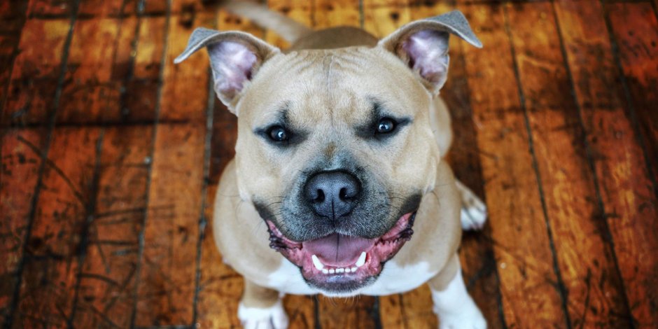 Стаффордширский бультерьер голубой