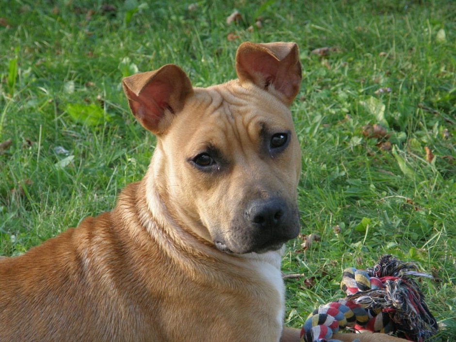 Обои на рабочий стол питбуль