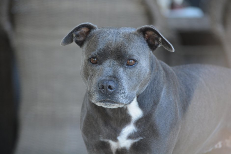 Американский стаффордширский терьер лиловый